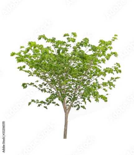  trees on a white background, clipping marks.