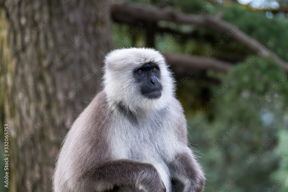Obraz premium Wild Langur or Black faced monkey at Shimla Himachal Pradesh India