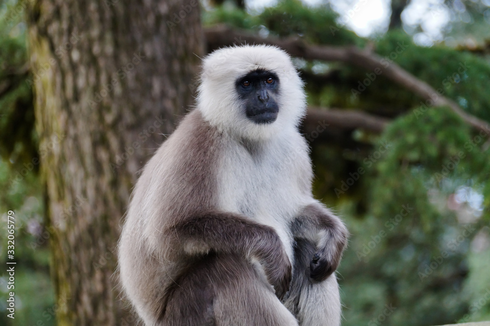 Fototapeta premium Wild Langur or Black faced monkey at Shimla Himachal Pradesh India