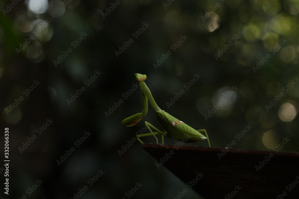 Obraz premium Praying mantis looking up