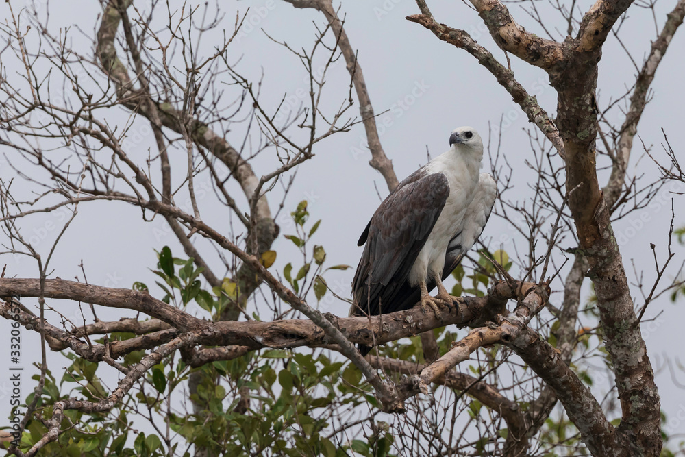 White-bellied Sea Eagle (Haliaeetus leucogaster) this large size raptor is quite common in Sundarban. White-bellied sea eagle is generally territorial; some birds form permanent pairs . White-bellied Sea Eagle (Haliaeetus leucogaster) this large size raptor is quite common in Sundarban. White-bellied sea eagle is generally territorial; some birds form permanent pairs .
