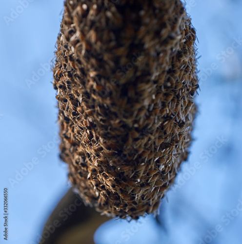 A large swarm - or beard - of honeybees, hanging from the underside of a tree branch, after absconding from their hive during a period of wet weather. Blurred branches and blue-sky behind.          