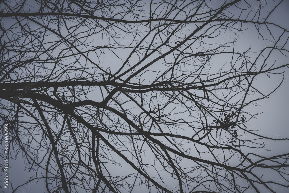 Obraz premium branches of a tree