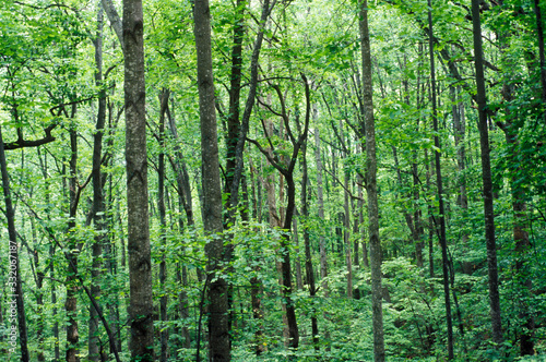 Forest in Blue Ridge Mountains, VA in full foliage