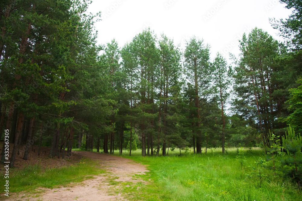 Obraz premium Summer Pine Forest