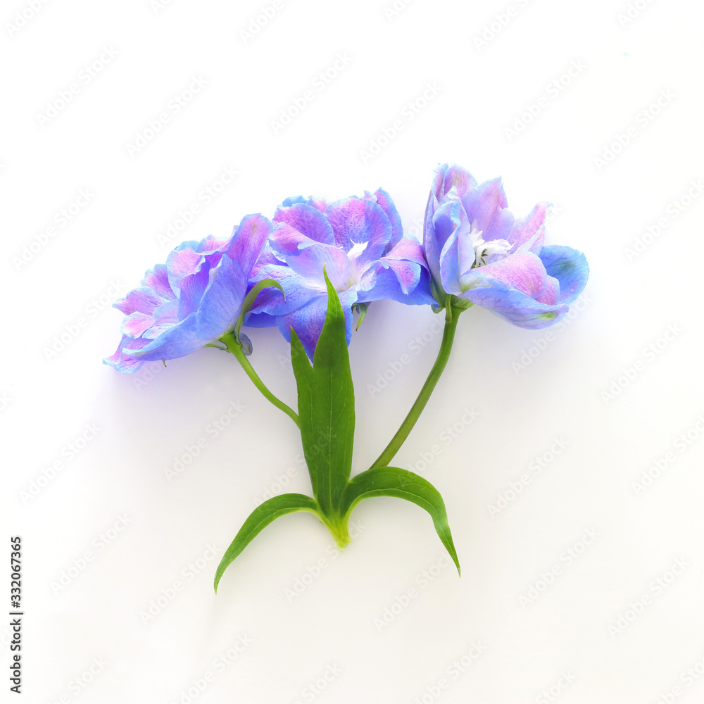 spring blue with purple flowers isolated on white background