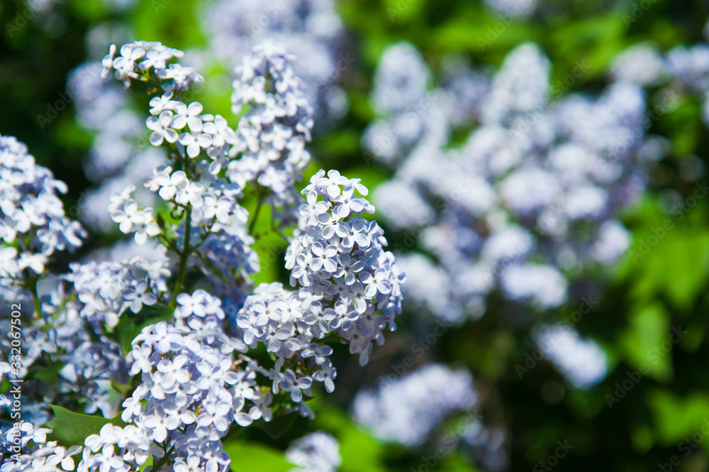 Spring branch of blossoming lilac Spring branch of blossoming lilac