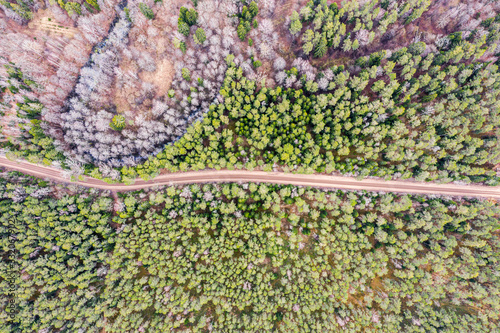 dirt road in the middle of a fir trees forest. top view aerial photo from flying drone photo