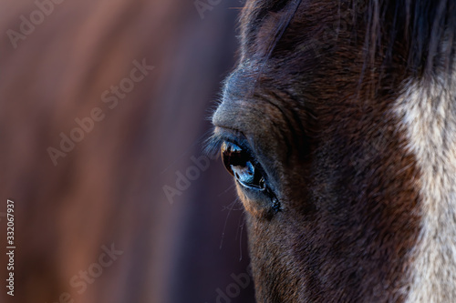 Brown Horse Face with focus on eye