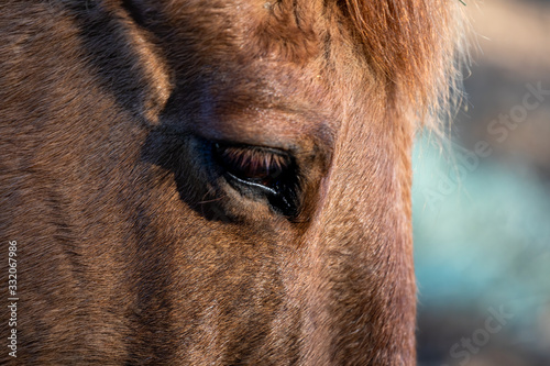 Face of Horse focus on eye