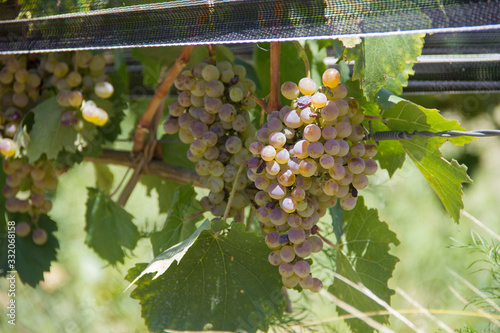 uva fiano de viñedos de mendoza