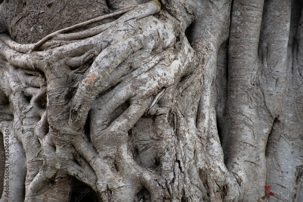 The roots of the trees curl back and forth. The roots of the trees curl back and forth.