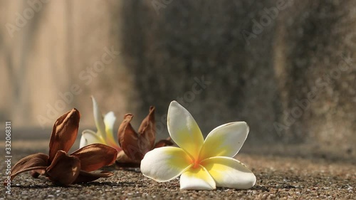 Beautiful sweet Plumeria flowers, blooming, concept for background texture. Vintage and natural background. close up flower. falling on the floor.