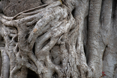 The roots of the trees curl back and forth.