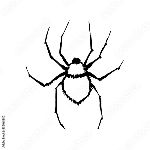 spider vector ink sketch hand drawing silhouette