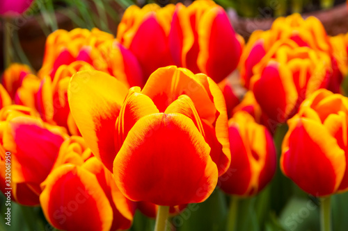 Beautiful red and yellow tulips © Sergey Rybin