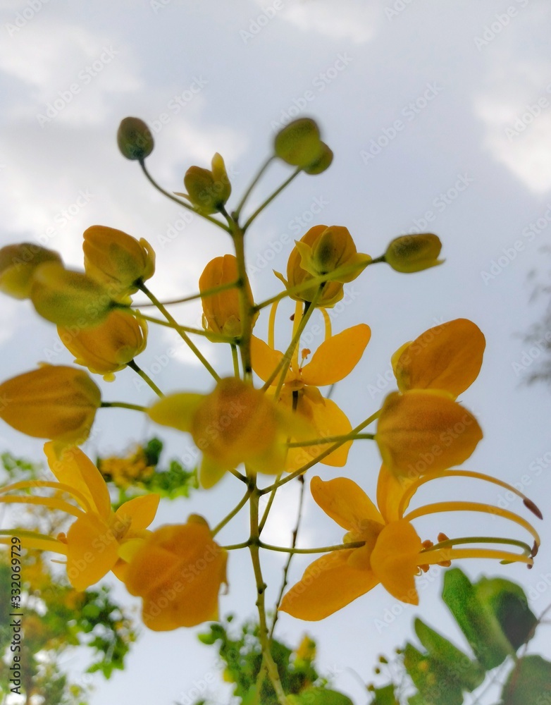 custom made wallpaper toronto digitalyellow flowers on background of blue sky