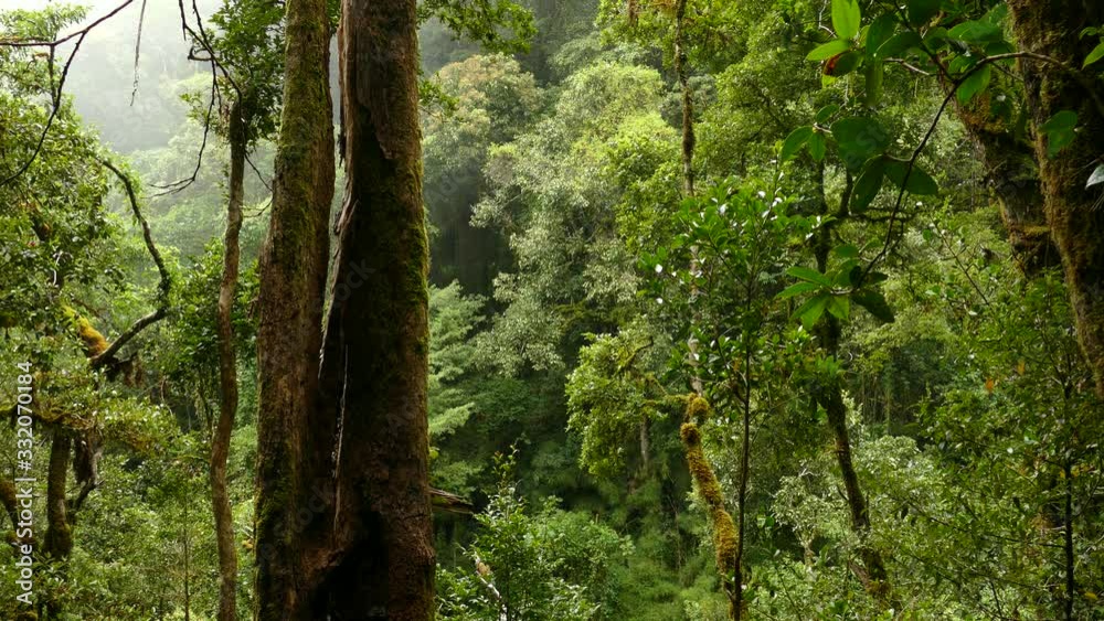 Pure and imposing rainforest of Costa Rica with moving cloud Pure and imposing rainforest of Costa Rica with moving cloud