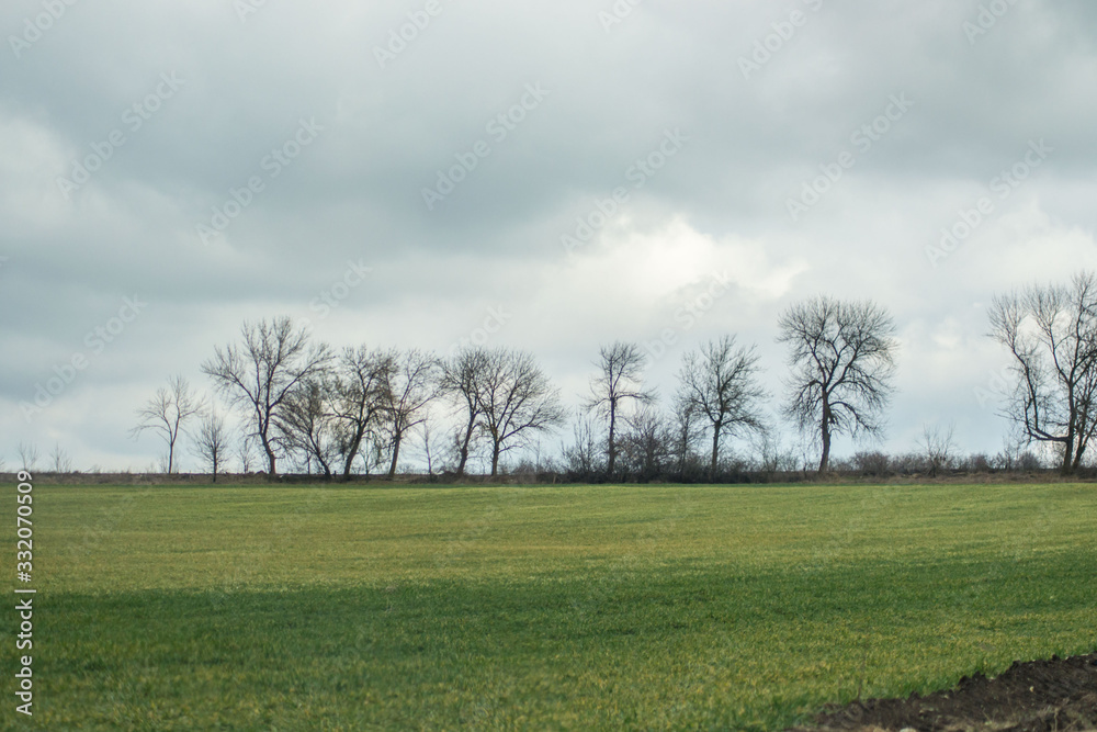 Fototapeta premium Green grass meadow, agricultural field, cloudy weather, natural background, trees in the back