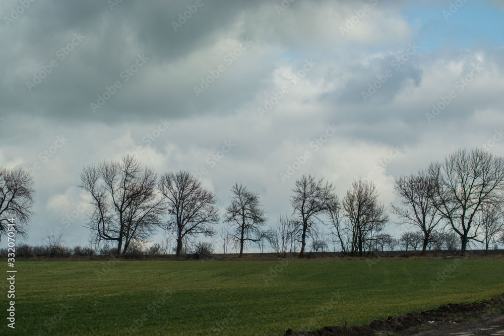 Green grass meadow, agricultural field, cloudy weather, natural background, trees in the back Green grass meadow, agricultural field, cloudy weather, natural background, trees in the back