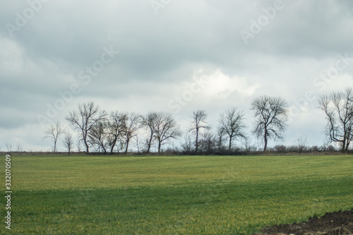 Green grass meadow, agricultural field, cloudy weather, natural background, trees in the back