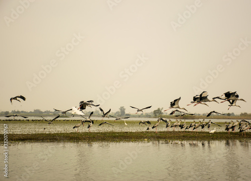 Flock of flamingos taking off from a river in India photo
