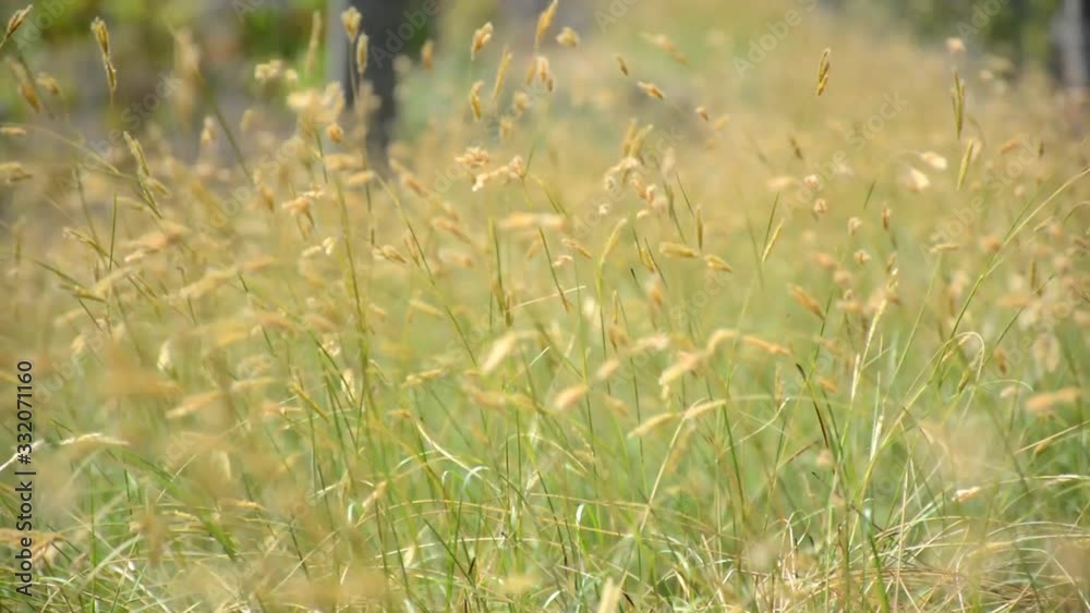 green grass nature in summer green grass nature in summer