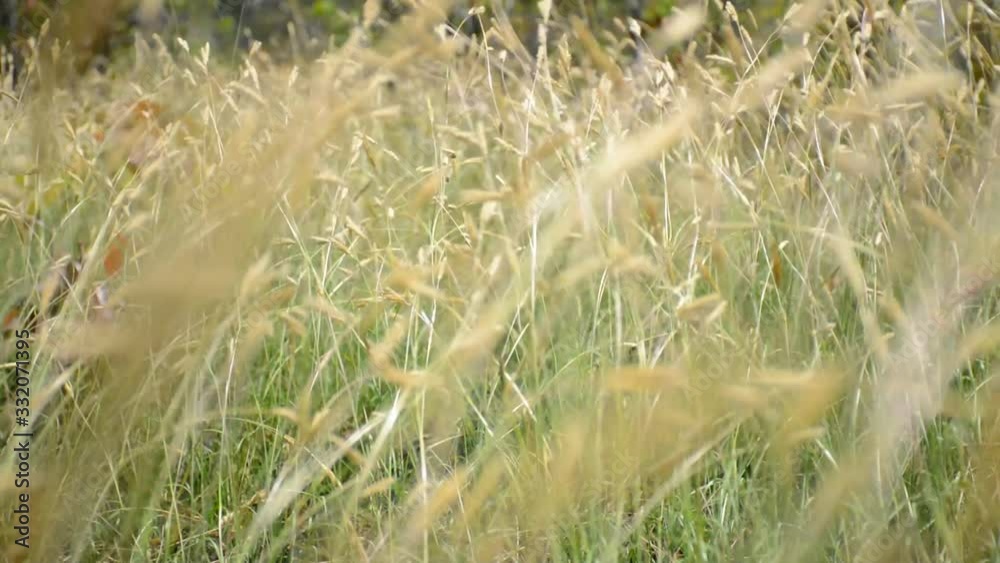 field of wheat