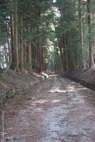 Cedar tree avenue in Nikko city