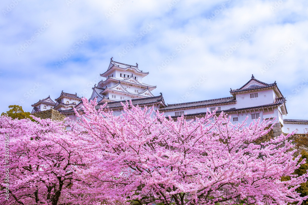 姫路城と桜