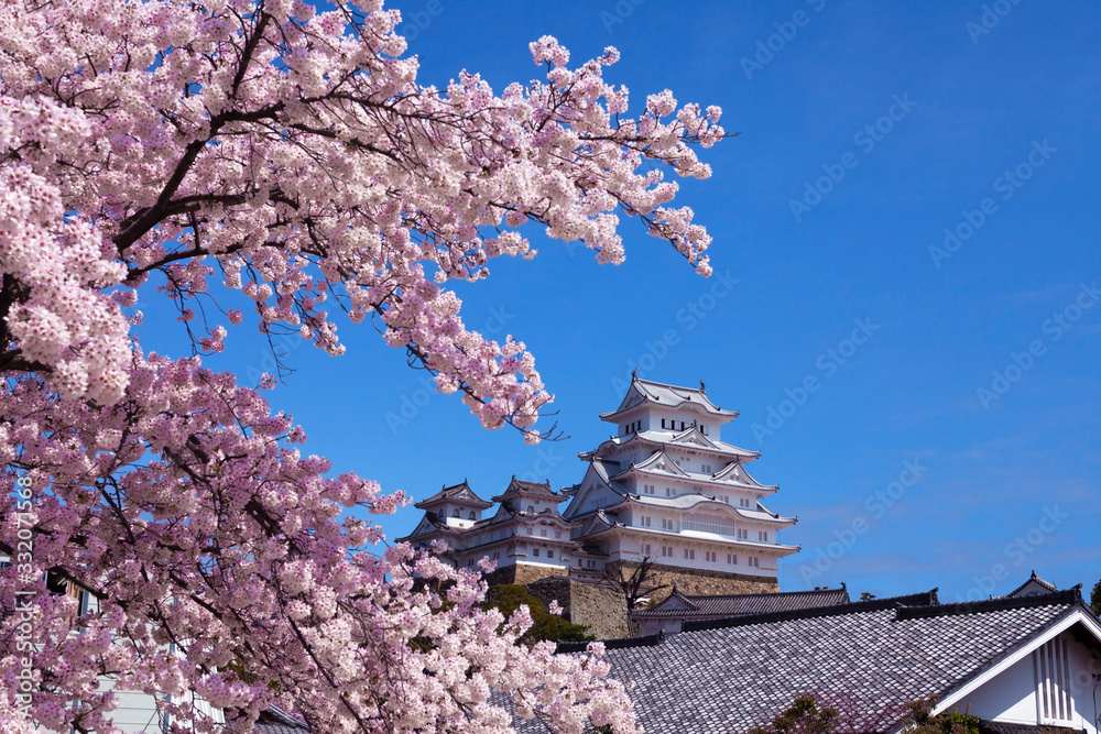 姫路城と桜 姫路城と桜