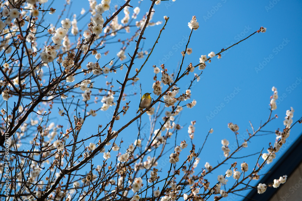 Early cherry blossom in Japan with a young bird sitting in a tree full of cherry blossoms in front of a blue sky in spring Early cherry blossom in Japan with a young bird sitting in a tree full of cherry blossoms in front of a blue sky in spring