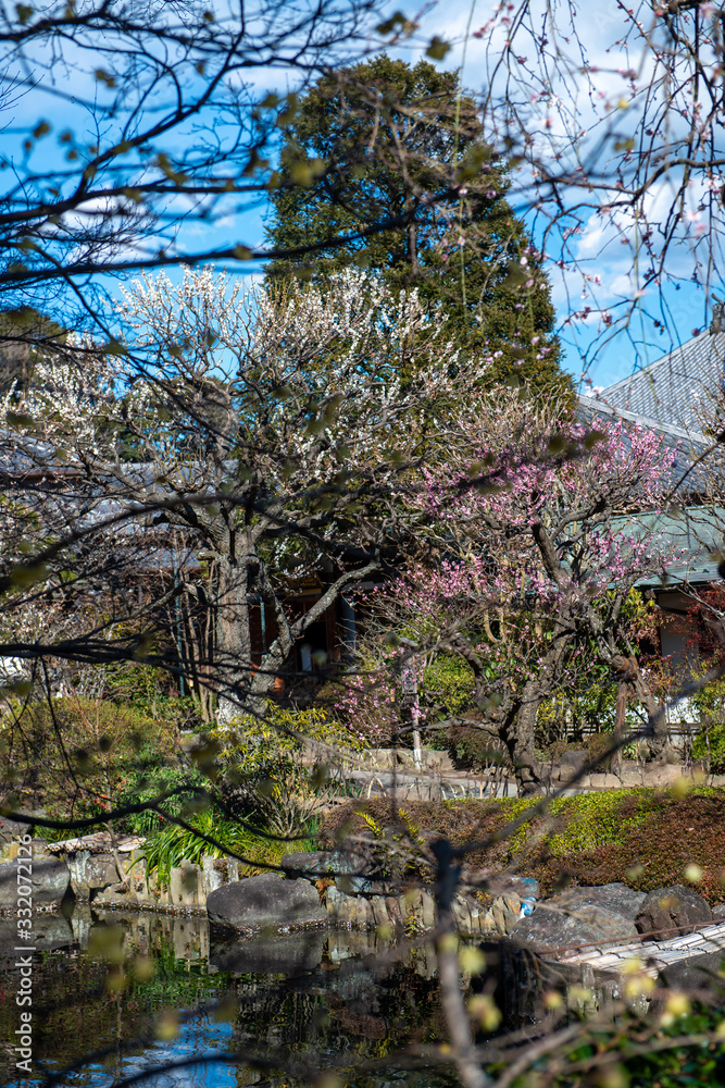 Different kinds of cherry trees in full blooming during cherry blossom season in spring in a park in the middle of Tokyo during a sunny day with blue sky Different kinds of cherry trees in full blooming during cherry blossom season in spring in a park in the middle of Tokyo during a sunny day with blue sky