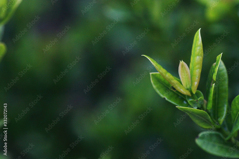 Leaves Tropical forest trees texture background wallpaper Leaves Tropical forest trees texture background wallpaper