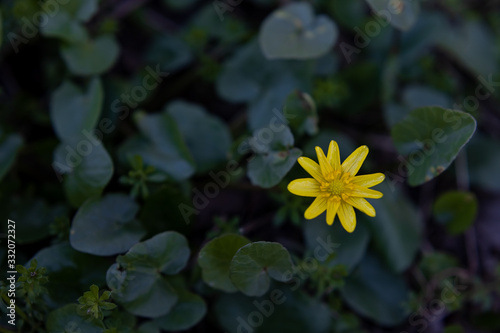 The first spring yellow flowers with green leaves are Fig Buttercup from ficaria verna. Floral spring background