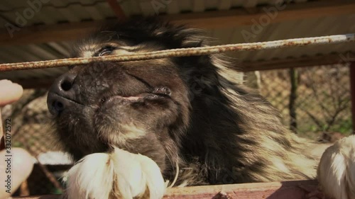 Caucasian Shepherd Dog Slow Motion photo