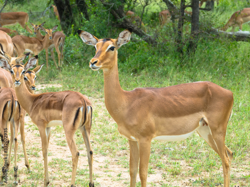 Impalas stehen zusammen in der Graslandschaft Impalas stehen zusammen in der Graslandschaft