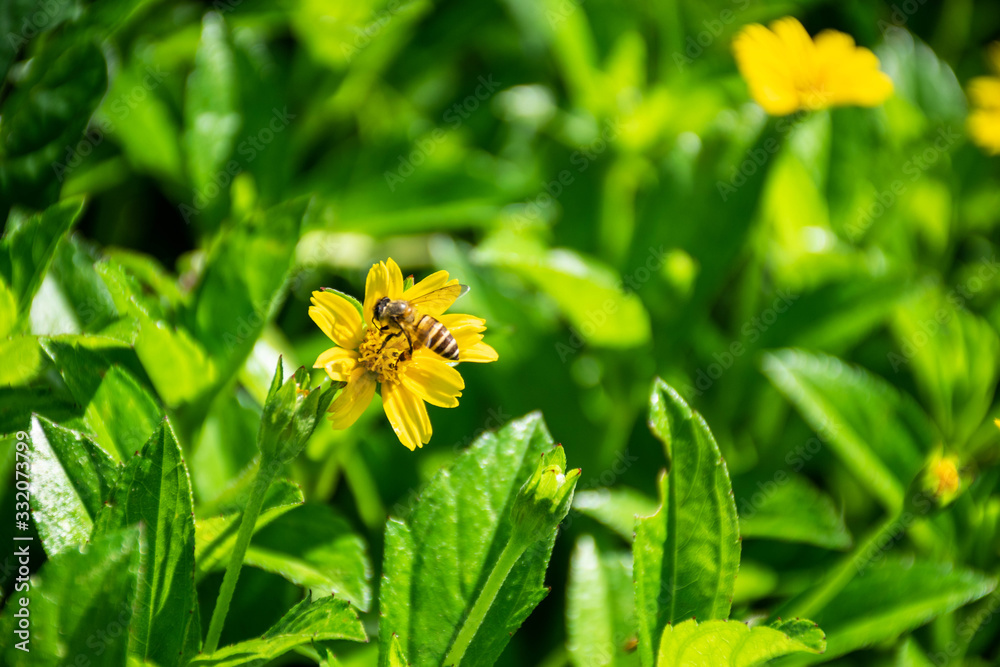 Yellow flowers on the background of green leaves Yellow flowers on the background of green leaves