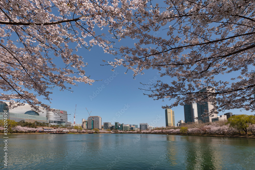 Beautiful flowers Cherry blossom in spring at lake Seokchonhosu Park Seoul South Korea Beautiful flowers Cherry blossom in spring at lake Seokchonhosu Park Seoul South Korea