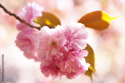 八重桜（カンザン）