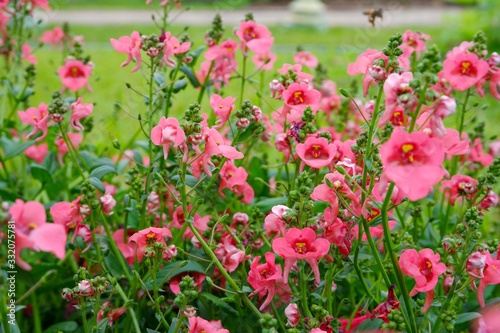 The pink flowers is called twinspur. Diascia barberae is a group of Scroprulariaceae