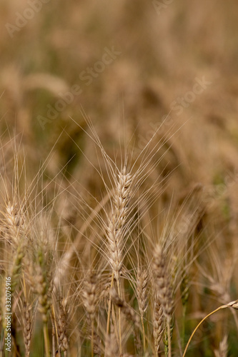 field of wheat in village 