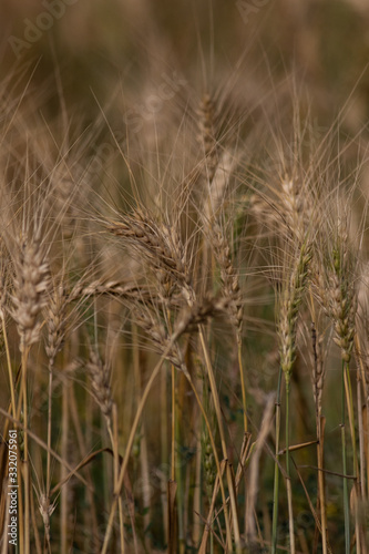 wheat fields 