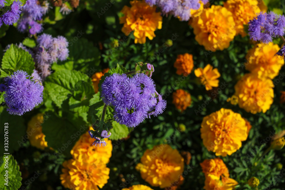Beautiful violet and orange flowers in the garden, top view. Beautiful violet and orange flowers in the garden, top view.