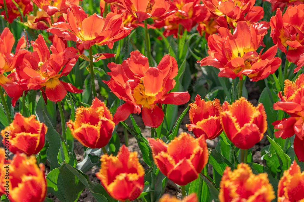 Beautiful tulips in the park. Bacau, Romania Beautiful tulips in the park. Bacau, Romania