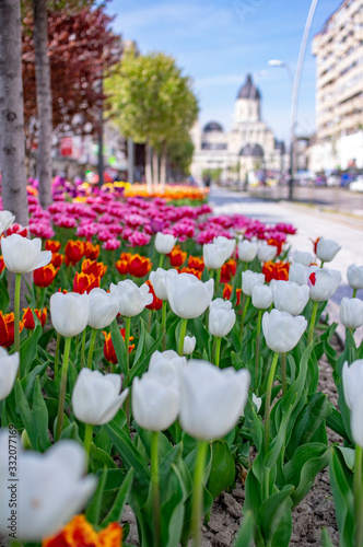 Beautiful tulips in the park. Bacau, Romania photo