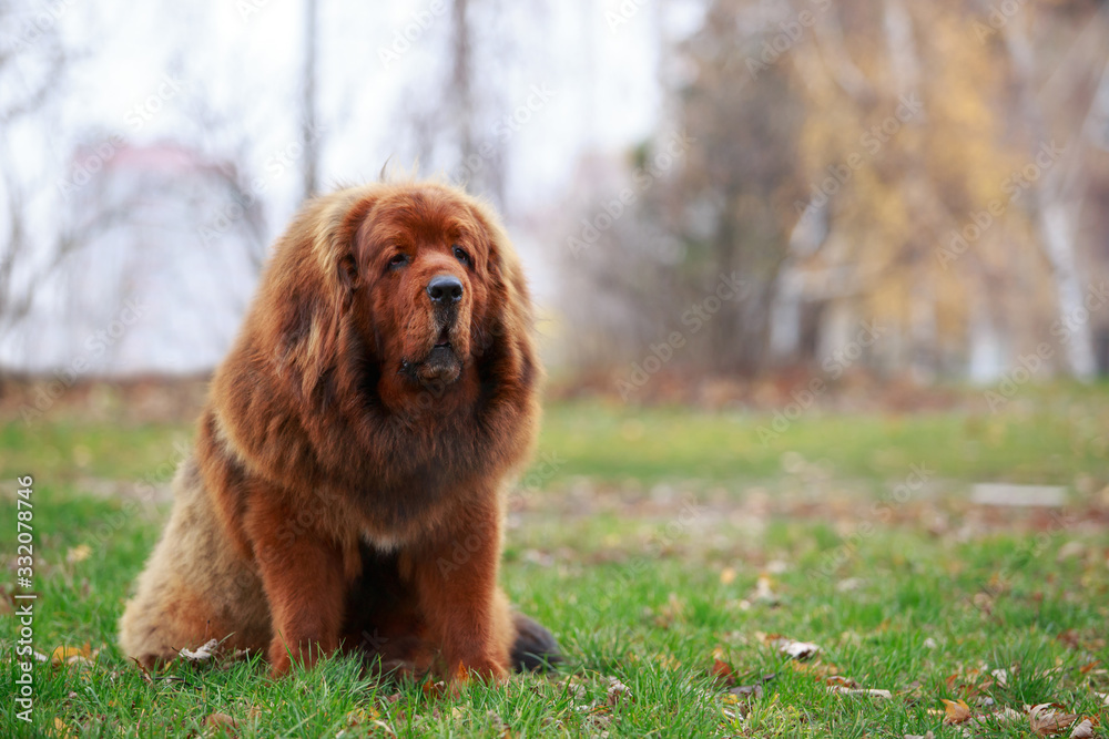 Fototapeta premium Dog breed Tibetan mastiff