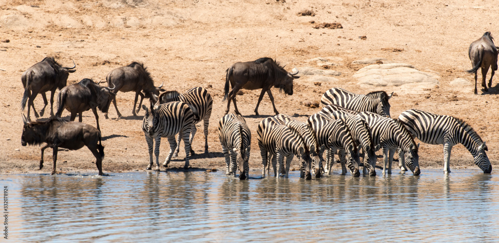 Zèbre de Burchell, Equus quagga burchelli, Gnou bleu, Connochaetes taurinus, Parc national Kruger, Afrique du Sud Zèbre de Burchell, Equus quagga burchelli, Gnou bleu, Connochaetes taurinus, Parc national Kruger, Afrique du Sud
