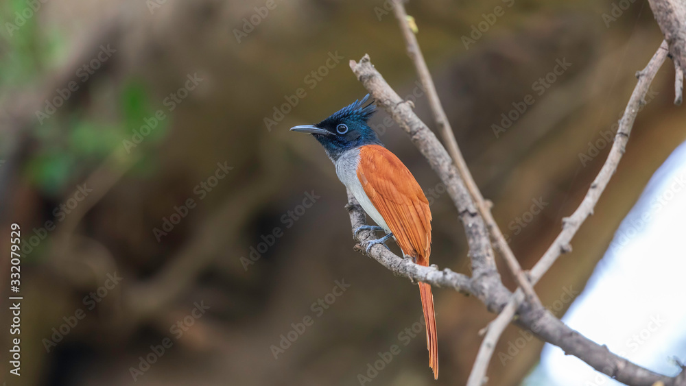 Indian paradise flycatcher waiting for catch at Urban Park of Kolkata, india. Indian paradise flycatcher waiting for catch at Urban Park of Kolkata, india.