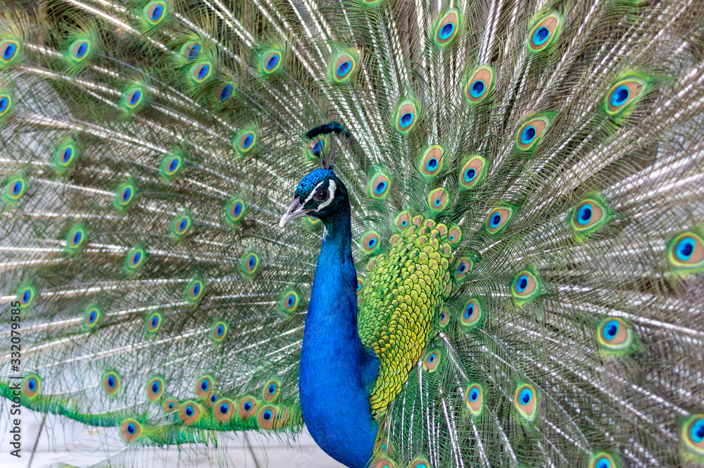 Obraz premium Beautiful colorful Hues of a male peacock